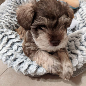 Meet your Posher, Adriana m